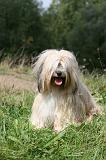TERRIER DU TIBET 352